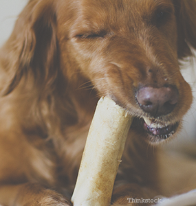dog has something in throat dog has something in throat